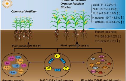 One more reason for us to produce biochar- “14.8% uplift in vegetable performance