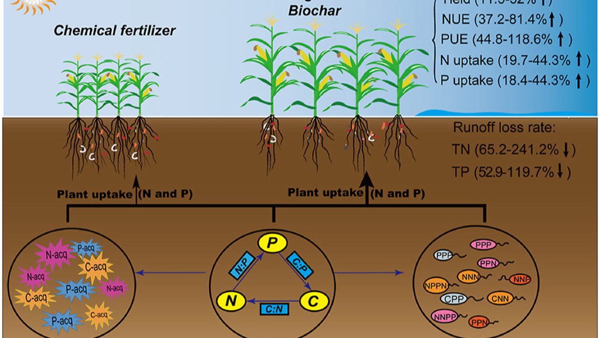 One more reason for us to produce biochar- “14.8% uplift in vegetable performance