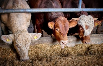 Interesting results after adding biochar in animal feed