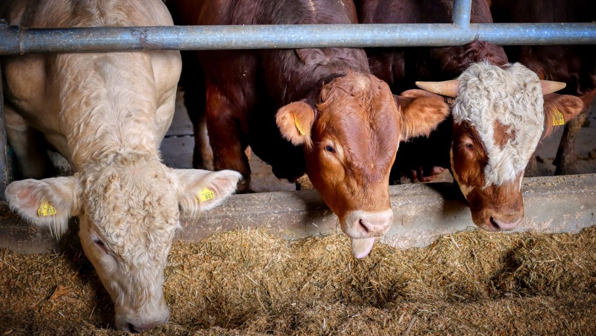Interesting results after adding biochar in animal feed