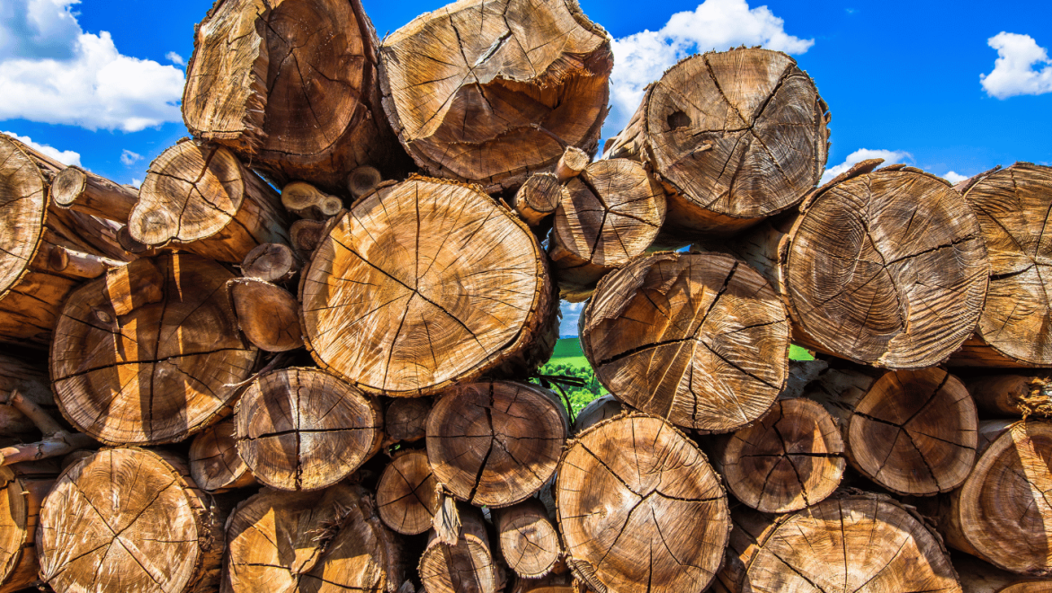 Article – Biomass is an renewable source of energy